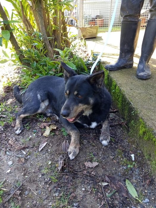 Cao de 6 aninhos para adopção 8