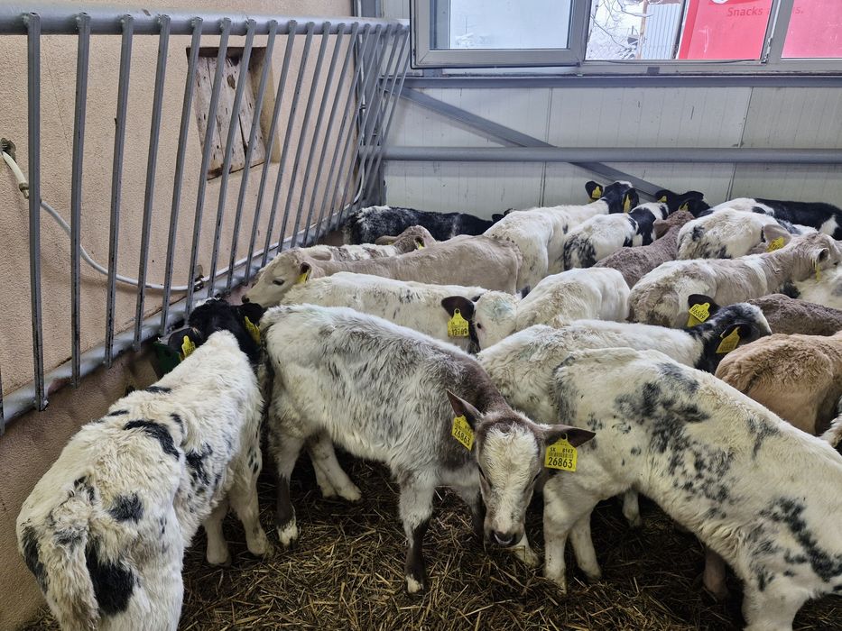 Sprzedam cielaki mięsne