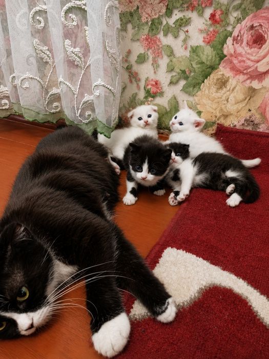 Кошенята шотландскі весловухі
