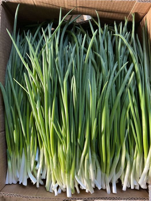 Купую. Зелену цибулю. Лук перо