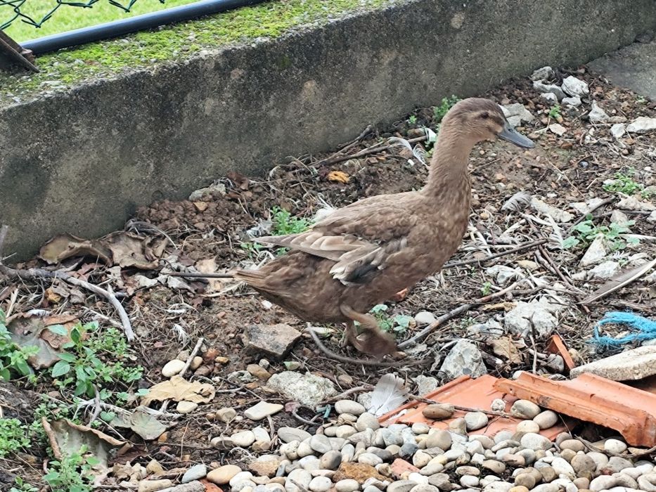 Fêmea de pato Campbell