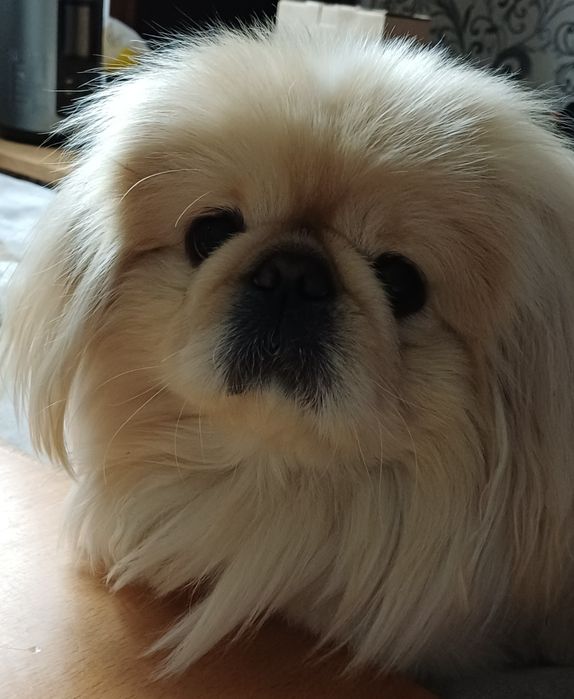 В'язка Імператорський Пікінес (хлопчик)