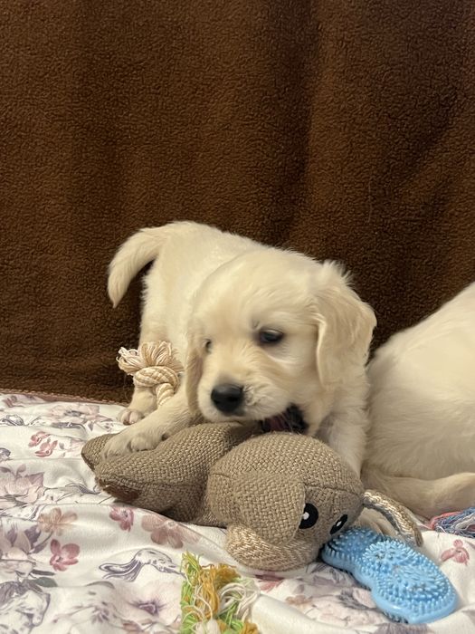 Piękny piesek Golden Retriever