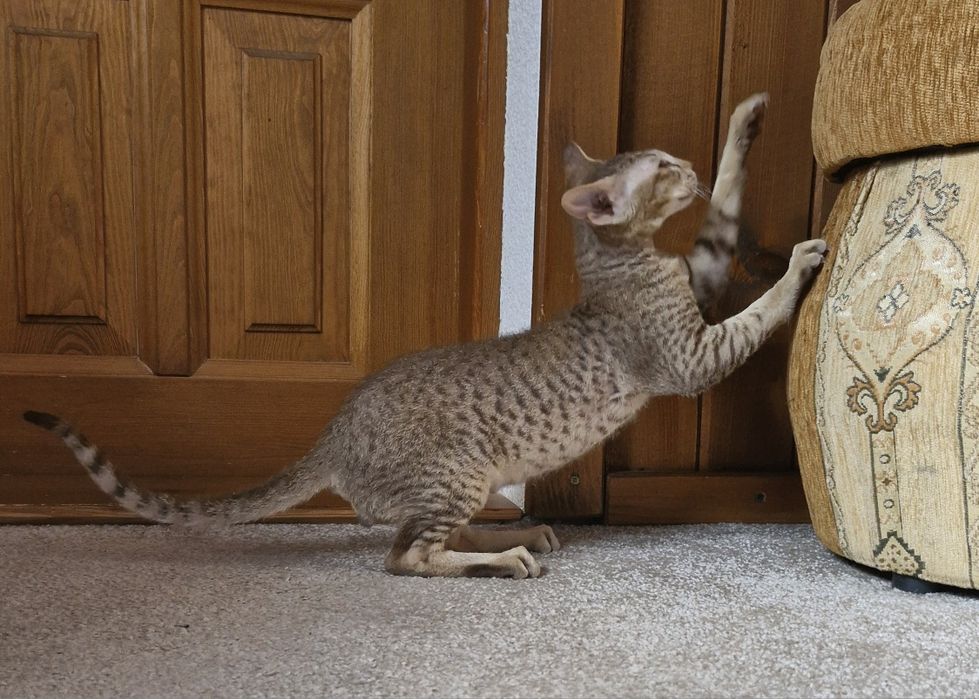 Kocięta Peterbald orientalny