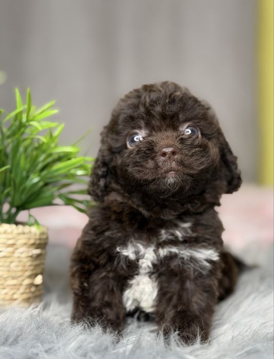 Шоколадная девочка мальтипу