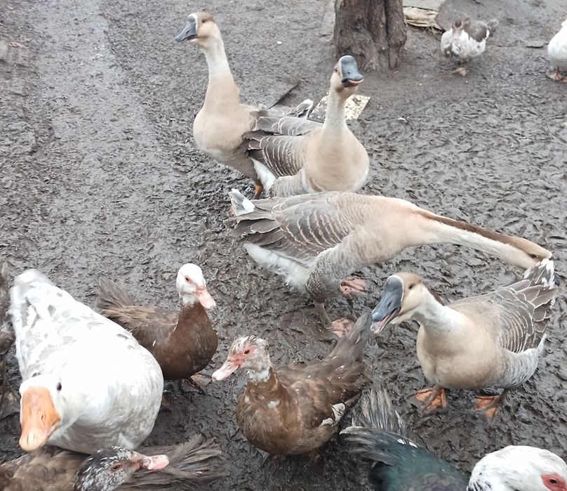 Гусь домашний 6 месяцев.