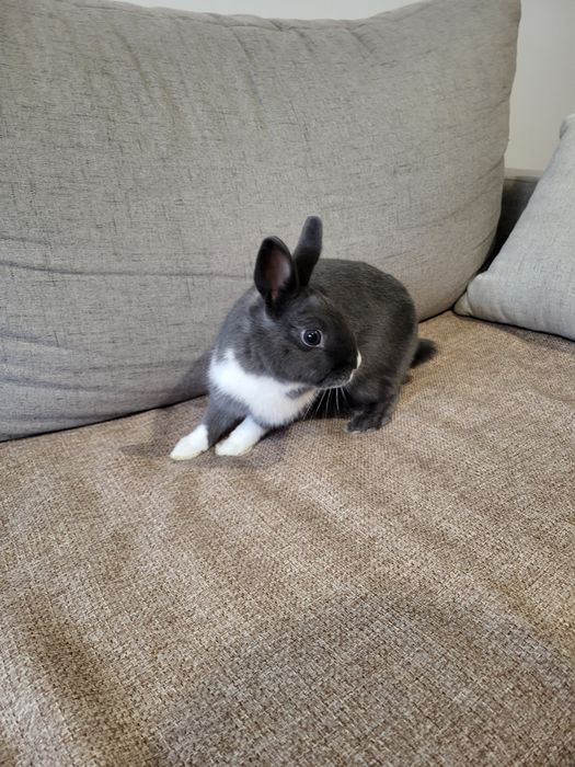 Oddam króliczka razem z klatką i innym