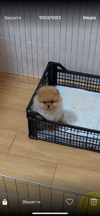 Вязка!  Померанский шпиц!   КСУ