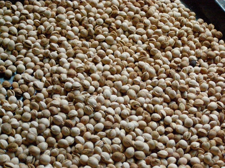 Вишневые косточки