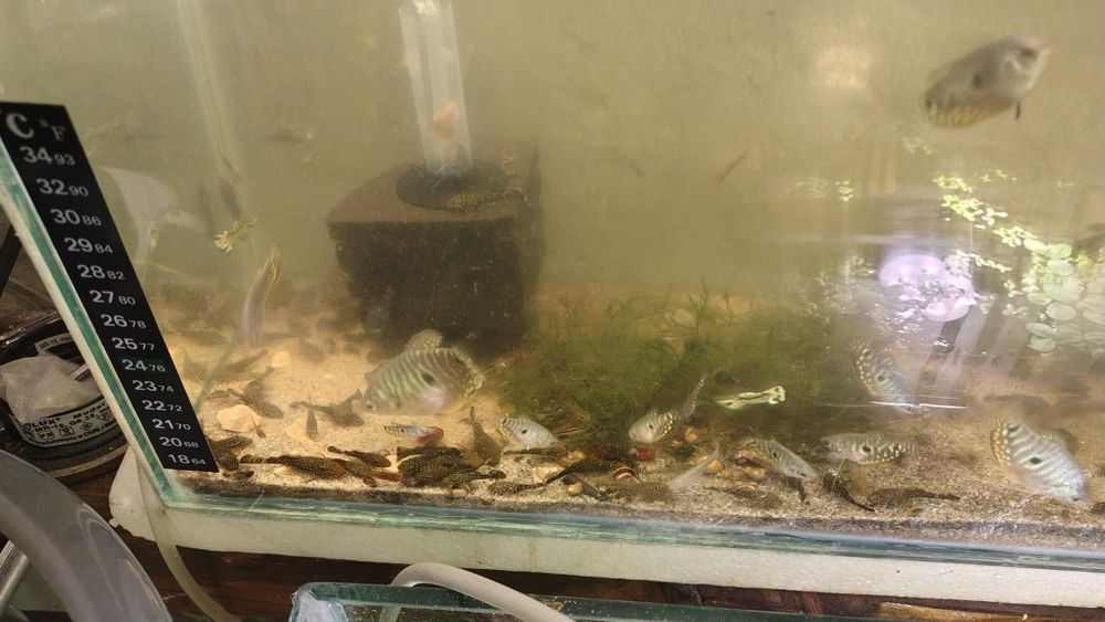 Glonojad  Gurami  gupiki mieczyki krewetka czerwona