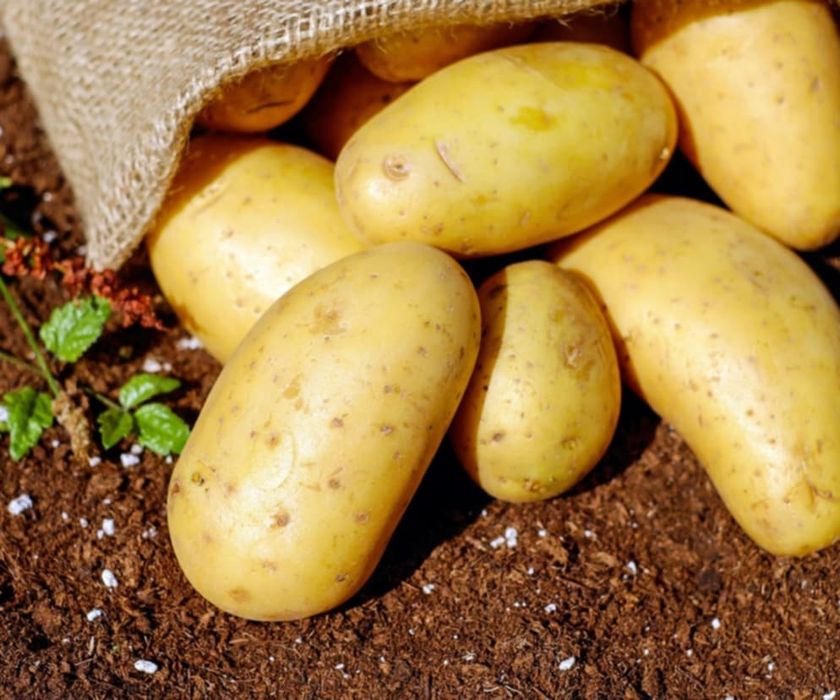 Ziemniaki queen anne paszowe,sadzeniaki i jadalne