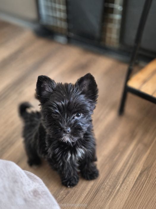 Zapraszamy York black
