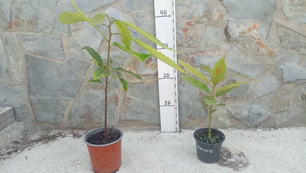 Abacateiros e Tamarilhos