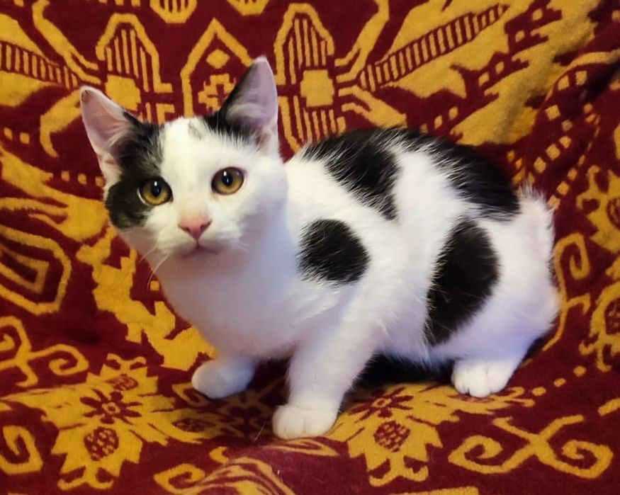 Oddam w dobre ręce dwie kotki i jeden kot