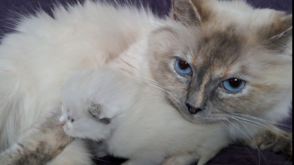 Кошеня невська маскарадна . Попереднє бронювання