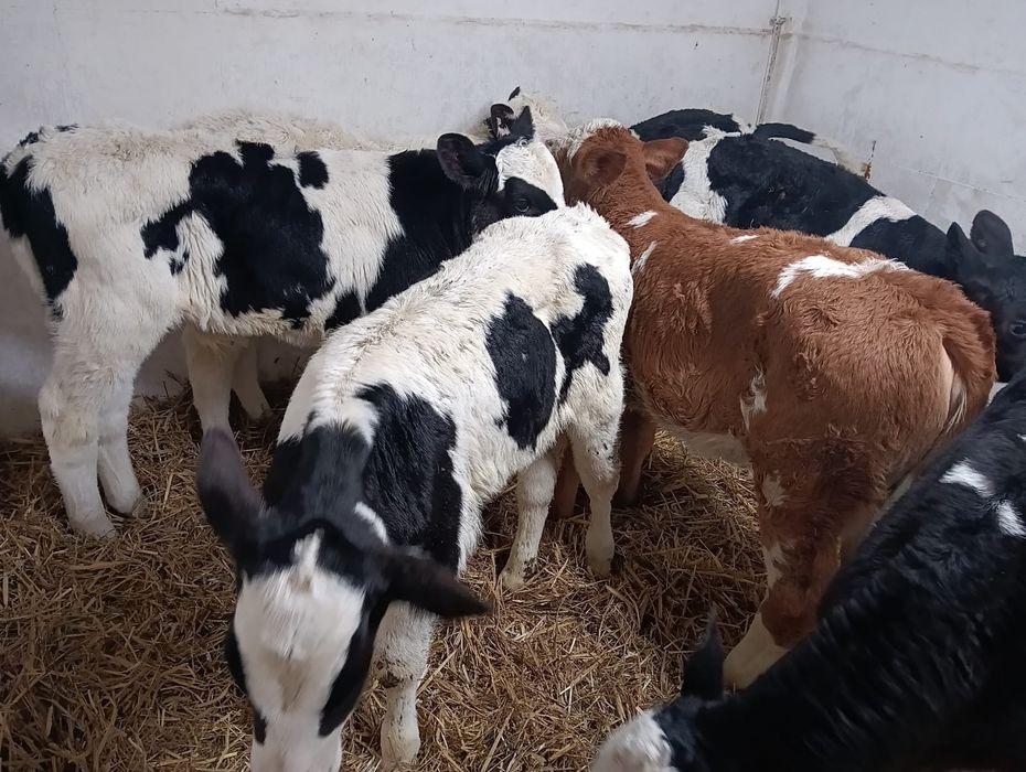 Cielęta Nowa dostawa