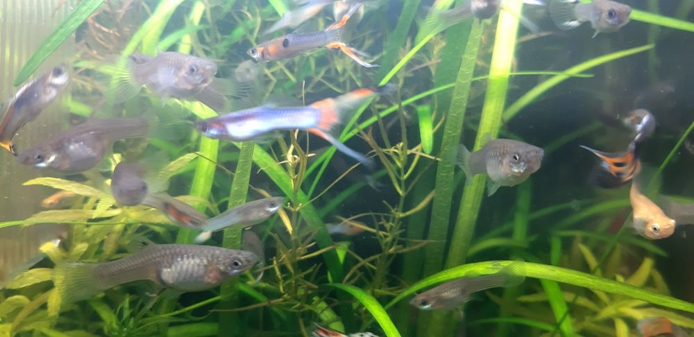 Guppys blue  cauda lira