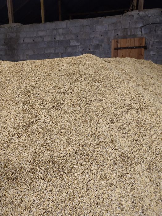 Sprzedam Owies Bingo