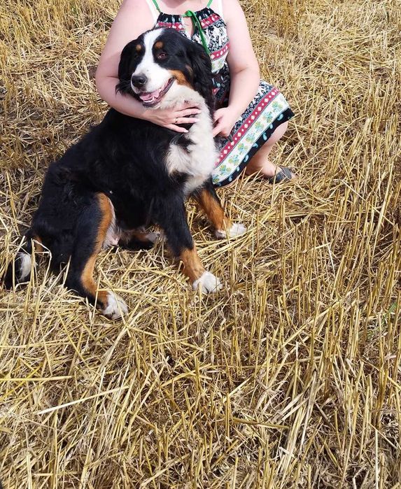 Szczeniak Berneński pies pasterski