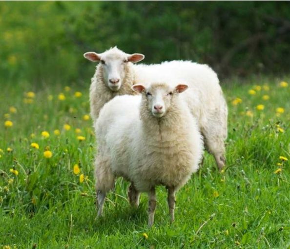 Продаються вівці