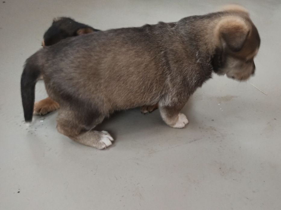 Отдам щенков в хорошие руки. Мальчики.  #щенок #щенки #цуценя #песик