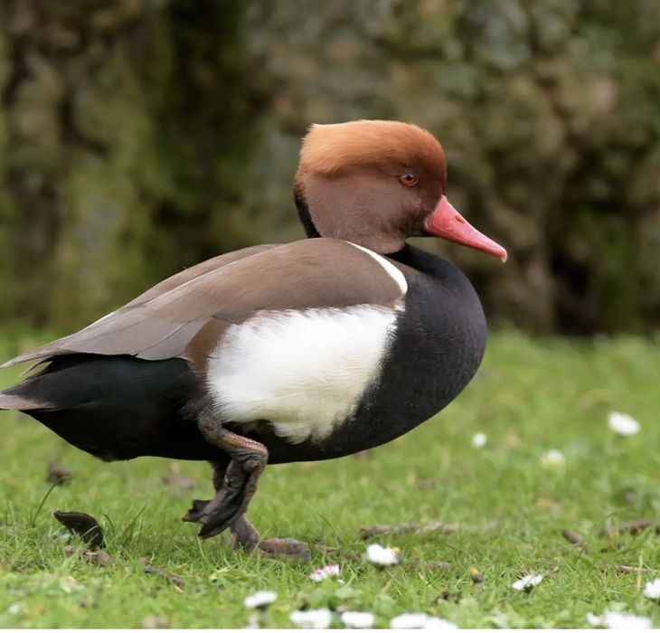 Casal de patos netta rufina