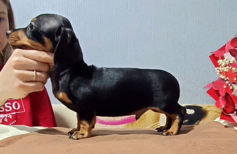 Миниатюрная такса  мальчики чёрно-подпалые