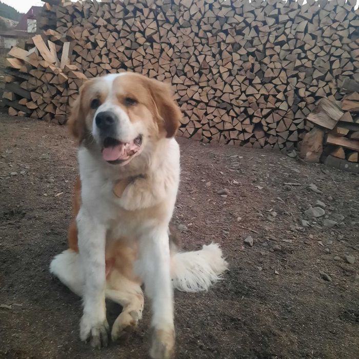 Московська сторожова