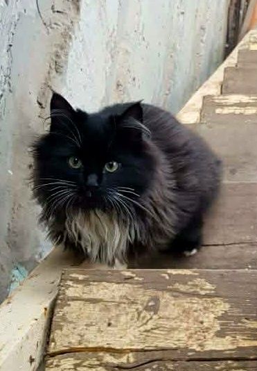 Черный пушистый котёнок мальчик ищет дом! Кастрируем!