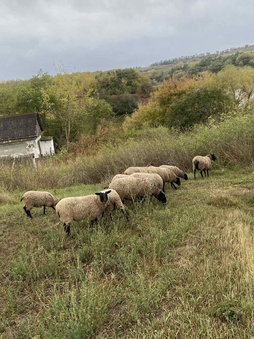 Вівці Романівської породи