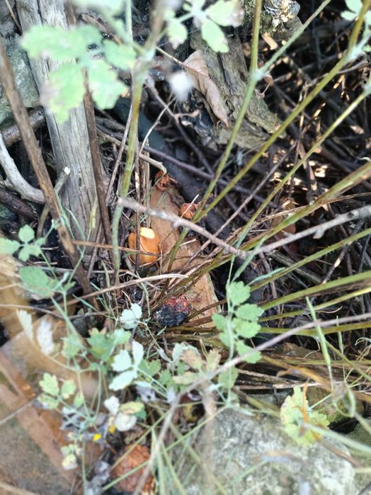 "Afrykański" chutney z jabłek Papierówek 200 ml