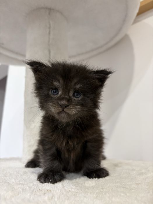 Kotka Maine Coon