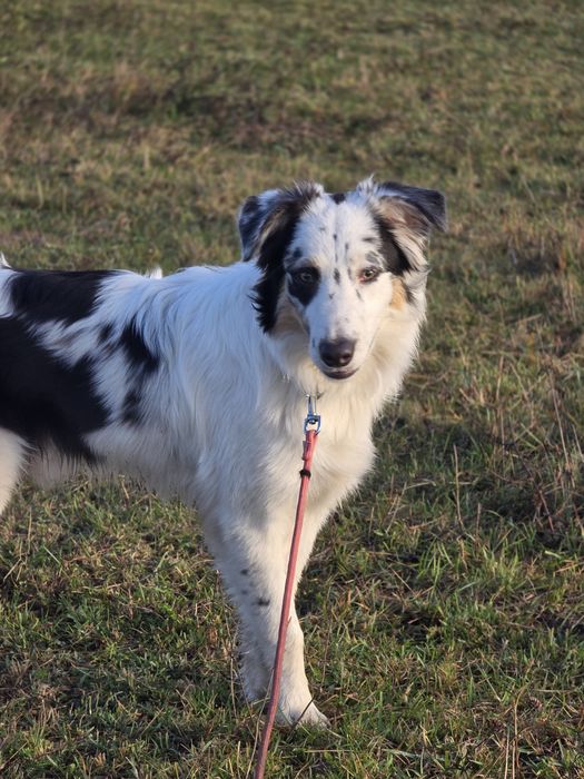 Dziesięciomiesięczny Oshi do adopcji!