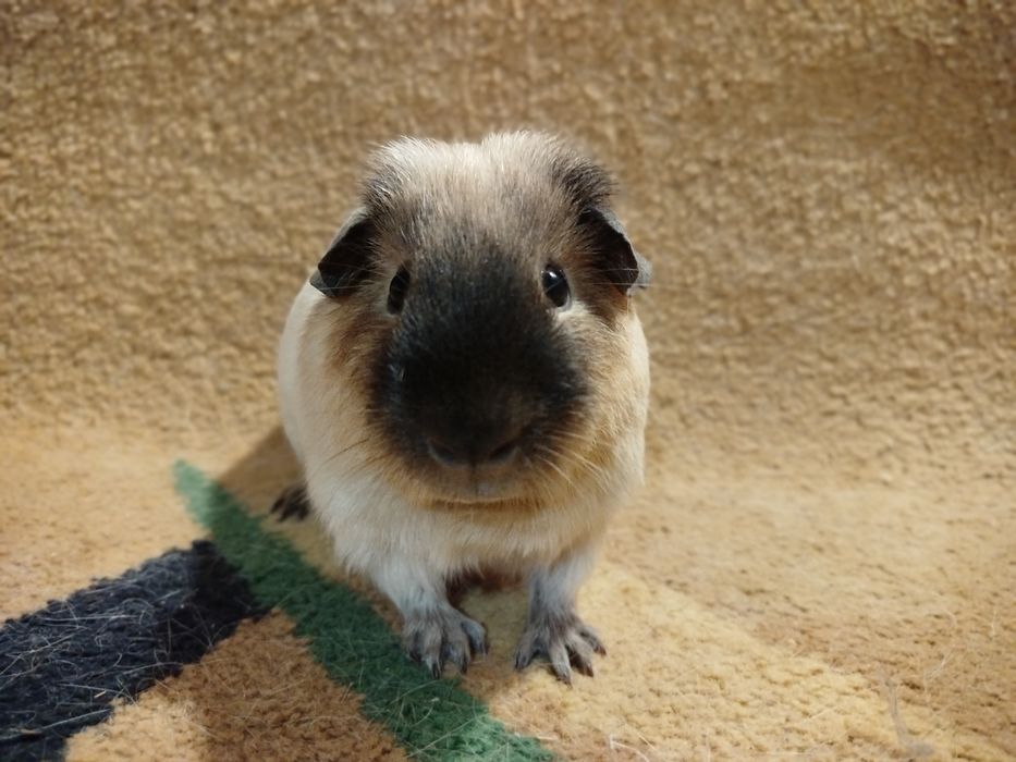 Морская свинка. Самец. Кремовый далматин, рисунок калифорния.