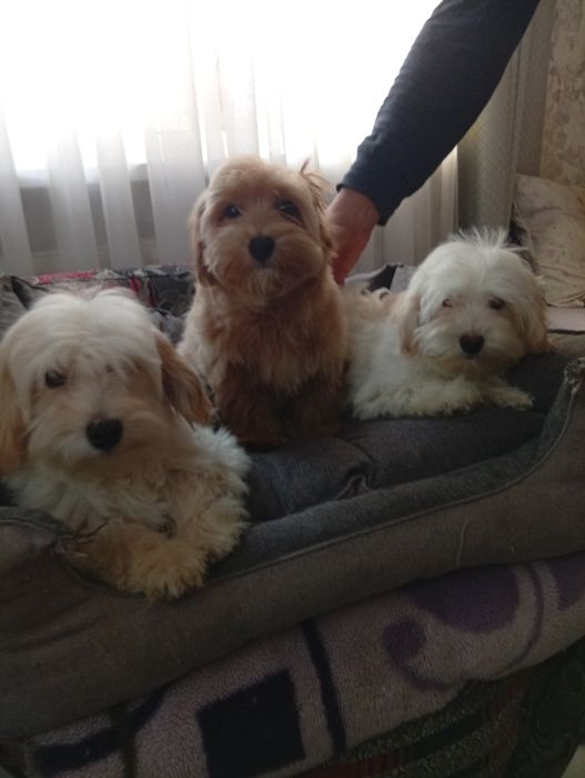 Два хлопчика мальтипу.