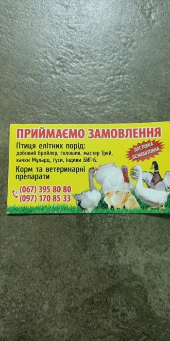 Бройлер на лютий