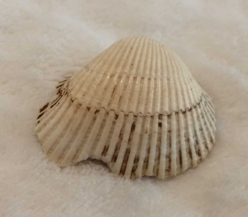 Muszla 3,2cm, 65 (Kreatywne)