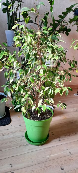 Взрослое дерево  фикус Бенджамина.