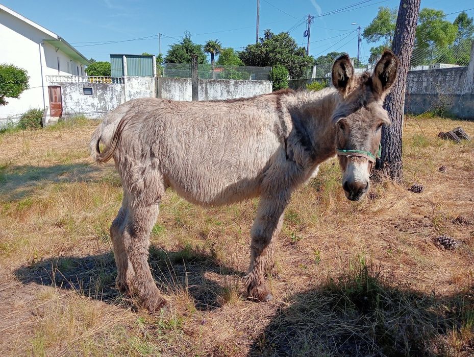 Burro  montado/engatado