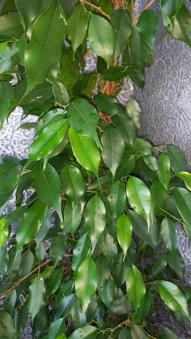 Фикус Бенджамина !