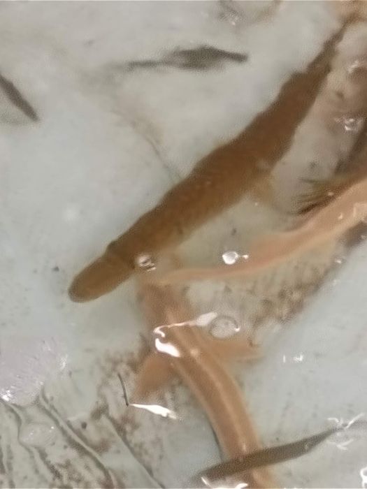 Karaś złoty sandacz karp lin amur pstrąg stawowy