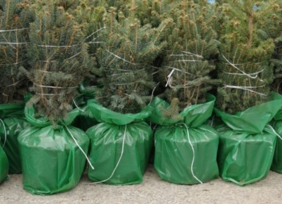 Worki foliowe na choinki