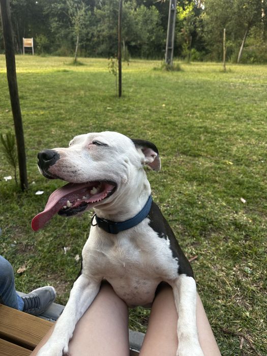 Doa se cadela tem 4 anos pitbull