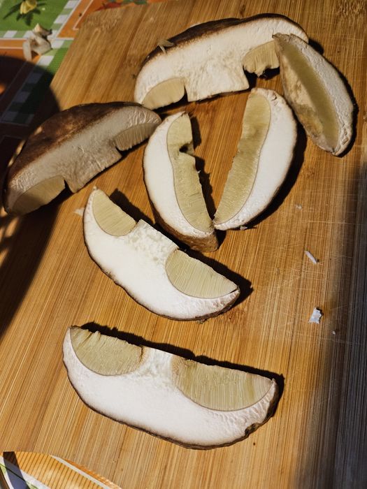 Grzyby suszone tegoroczne prawdziwki koźlak