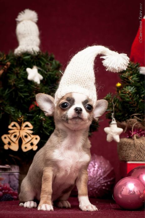 Чихуахуа. Доставка.