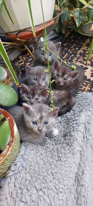 Продам красивых котят