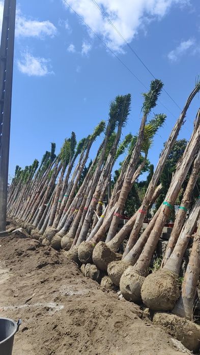 Coqueiros - 200/300/400/500cm - Tronco XL