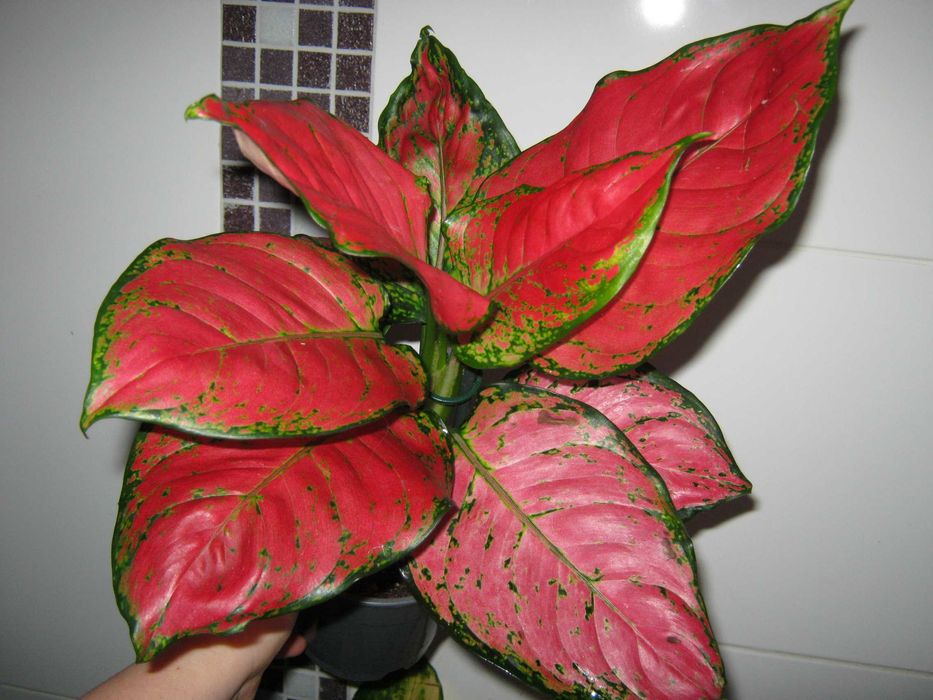 аглаонема яркие комнатные декоративные цветы есть детки от 200грн