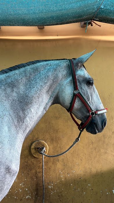 Cavalo lusitano