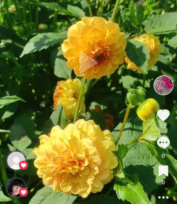 Жоржини,садові квіти